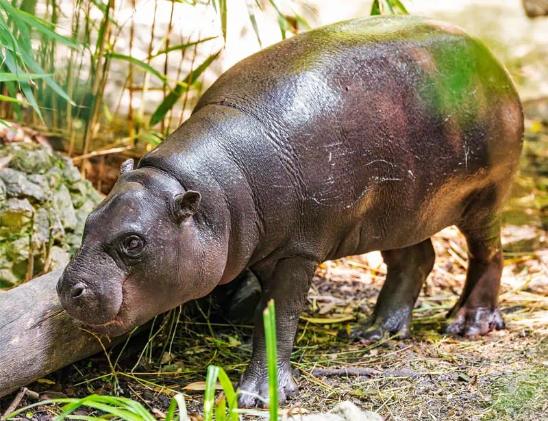 pygmy hippopotamus