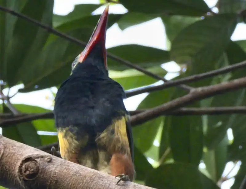 Tawny-tufted Toucanet