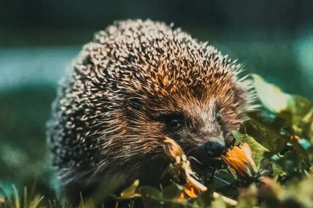 17 Types of Hedgehogs: Species, Identification, and Photos