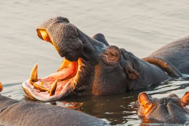 2 Types of Hippos: Species, Subspecies and Photos