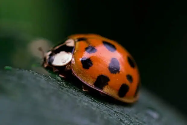 10 Types of Ladybugs: Species, Identification, and Photos