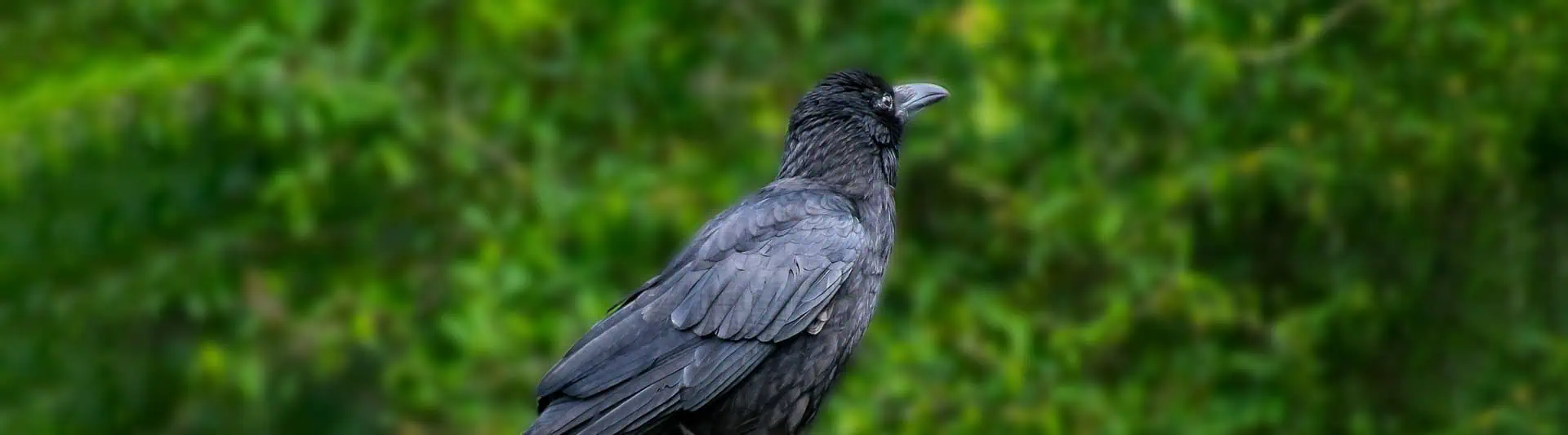 9 Types of Ravens: Species, Identification, and Photos