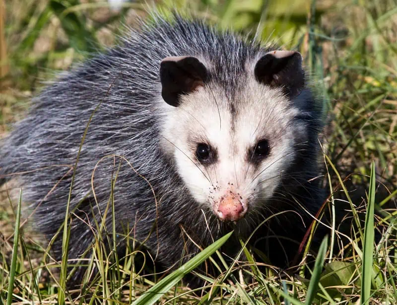 Virginia Opossum