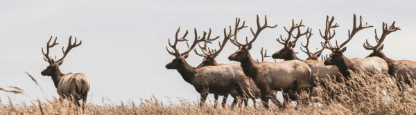 Animals Landing