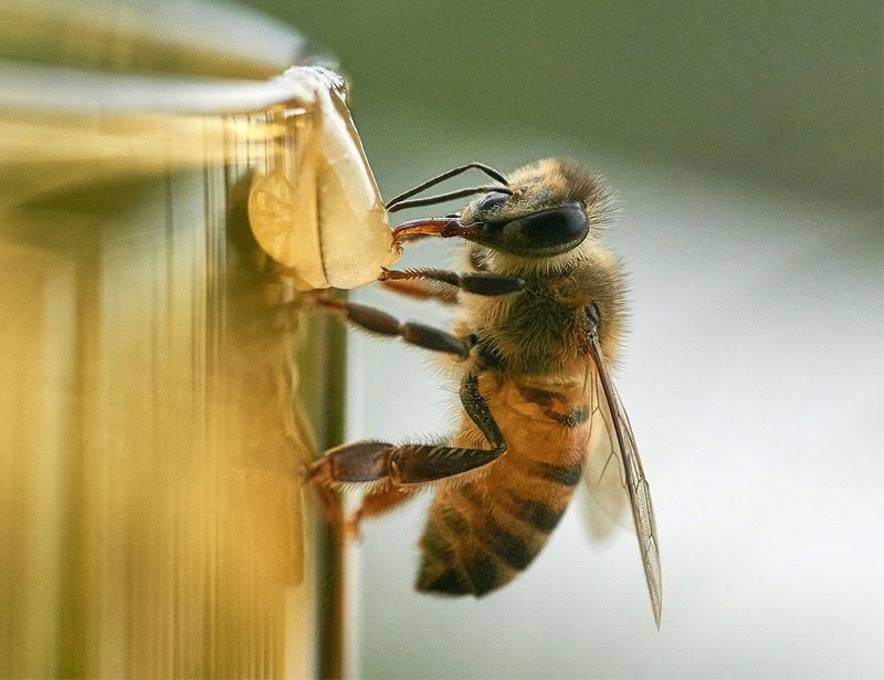 bee