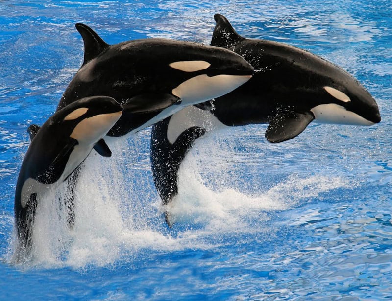 killer whale