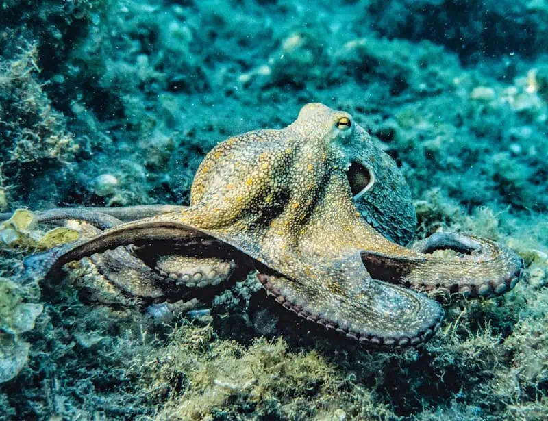 octopus