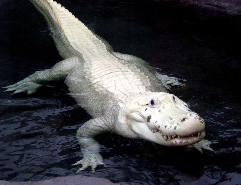 albino alligator