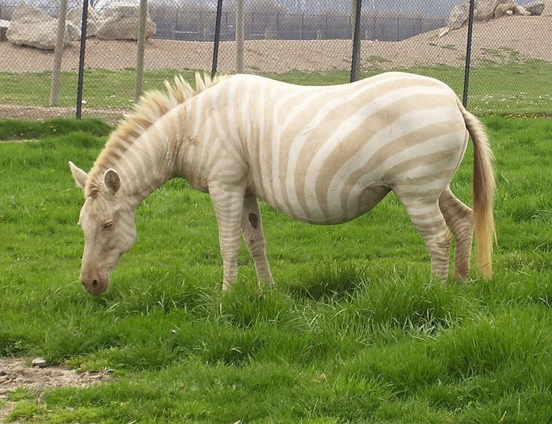 albino zebra