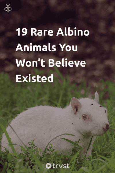 Pin Image Portrait 19 Rare Albino Animals You Won’t Believe Existed