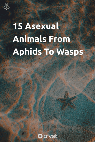 Pin Image Portrait 15 Asexual Animals From Aphids To Wasps