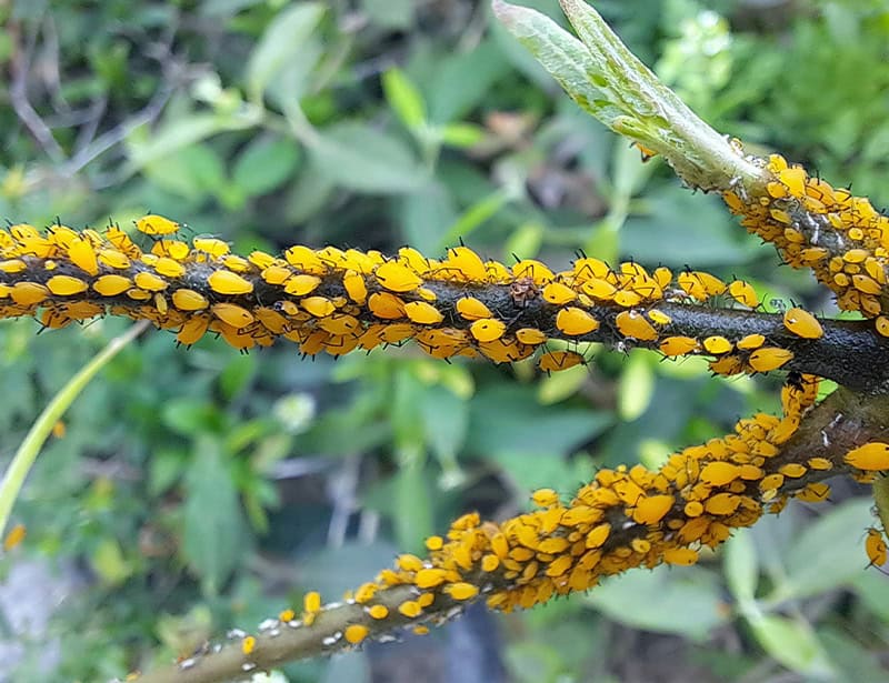 aphids on plant