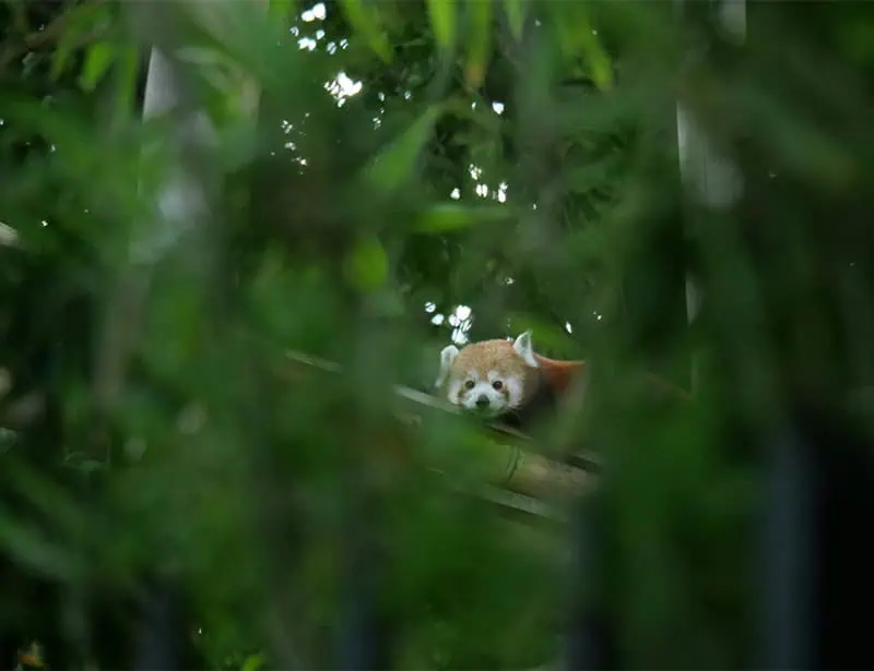 solitary animal hiding