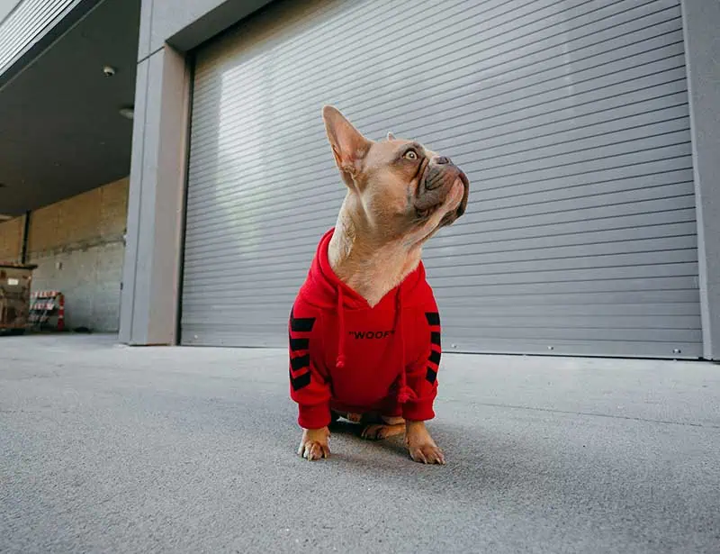 Adorable dog wearing a "woof" jacket