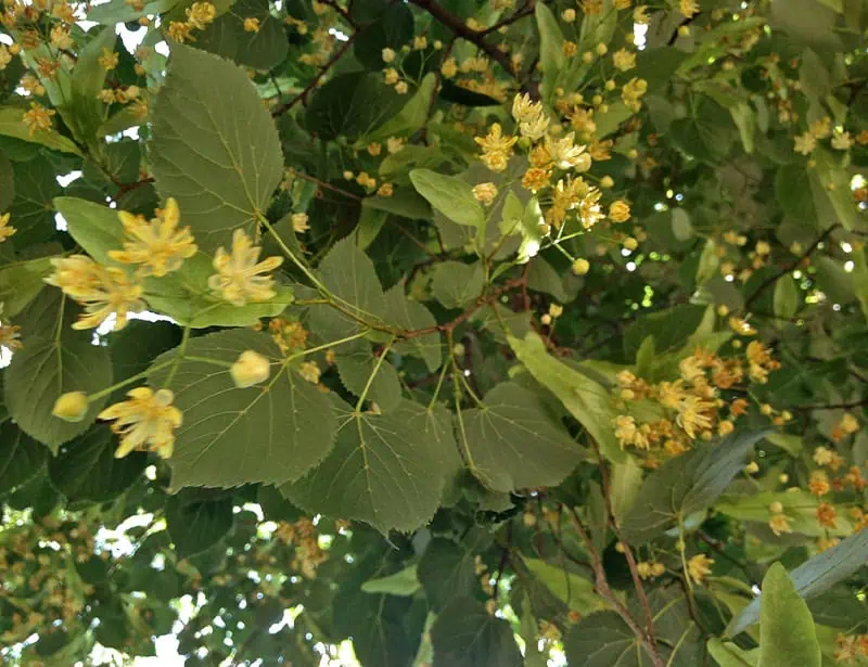 american basswood