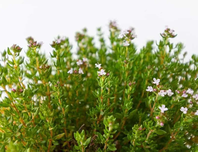 fresh herbs