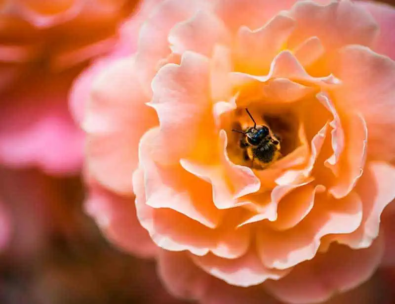 a bee nestled in a flower