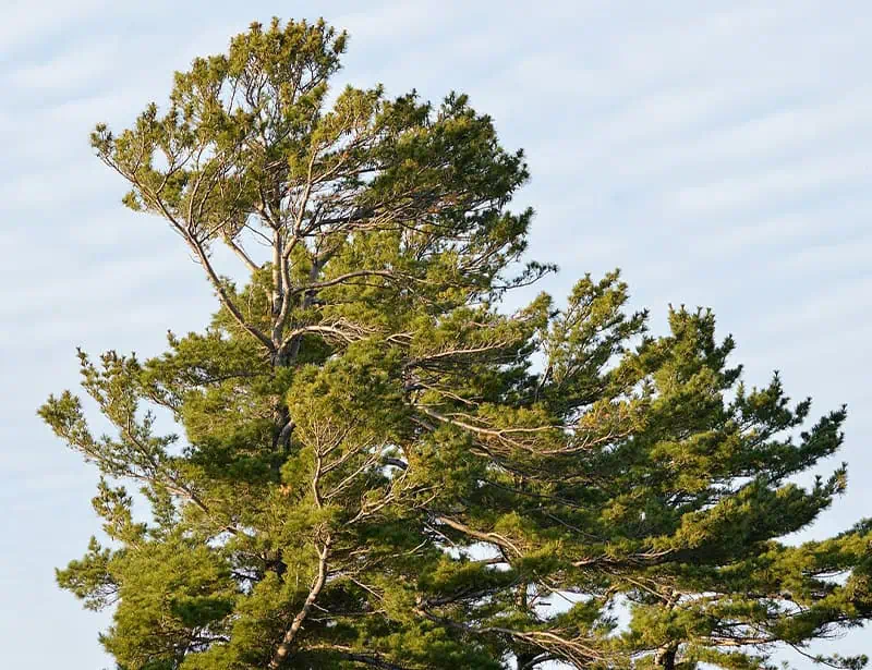 eastern white pine