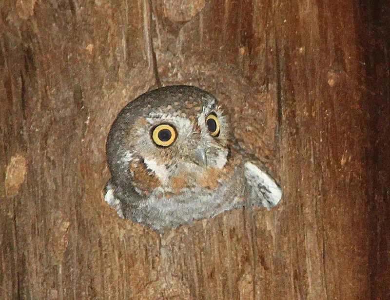 elf owl inside tree cavity