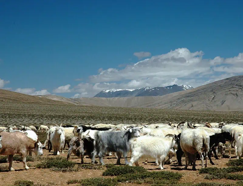 field of pashmina cashmere goats