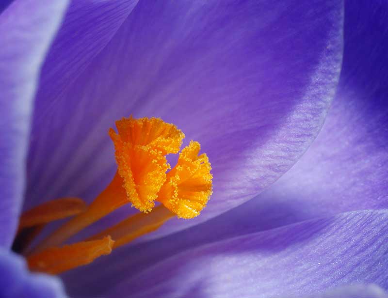 A macro closeup of a yellow stamen and purple flower.