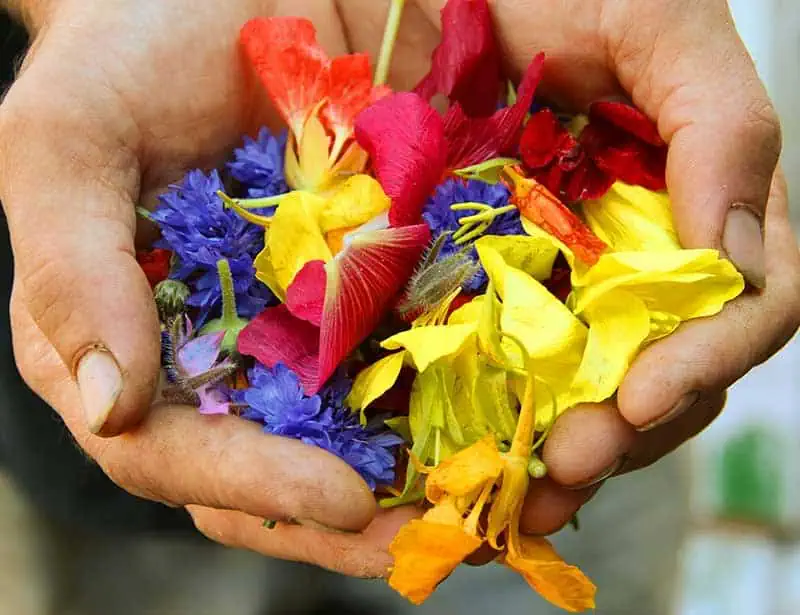 giver - hands full of flowers