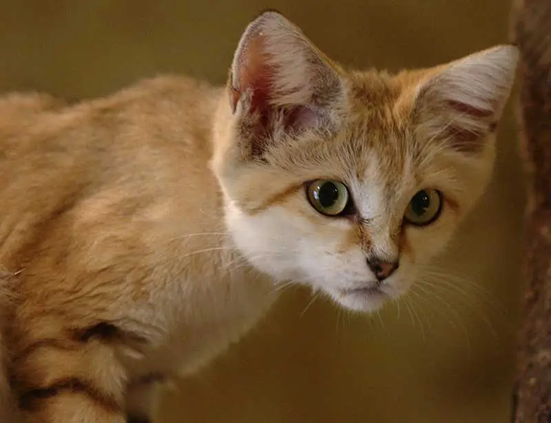 curious sand cat