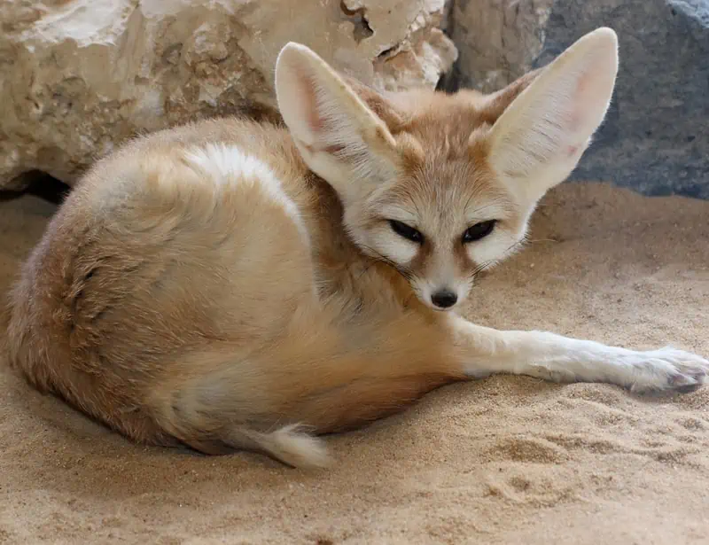 fennec fox