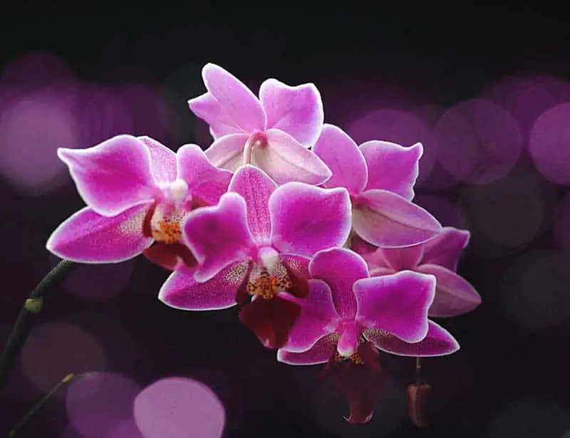 closeup of a pink orchid