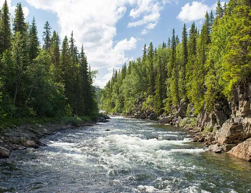 rapids in a stream