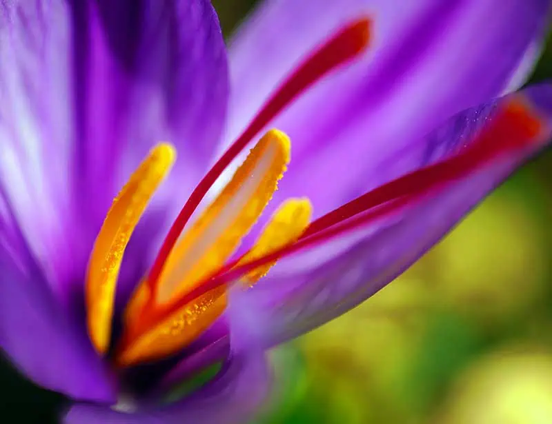 a closeup of a saffron flower