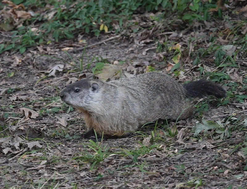 groundhog foraging