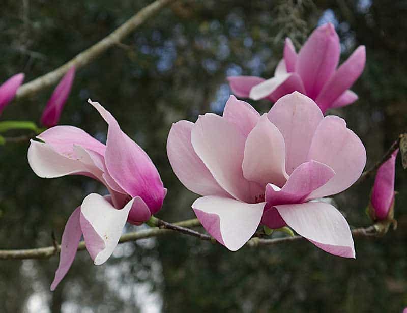 Close up of magnolia flowers