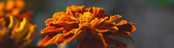 Marigold synonyms and definition