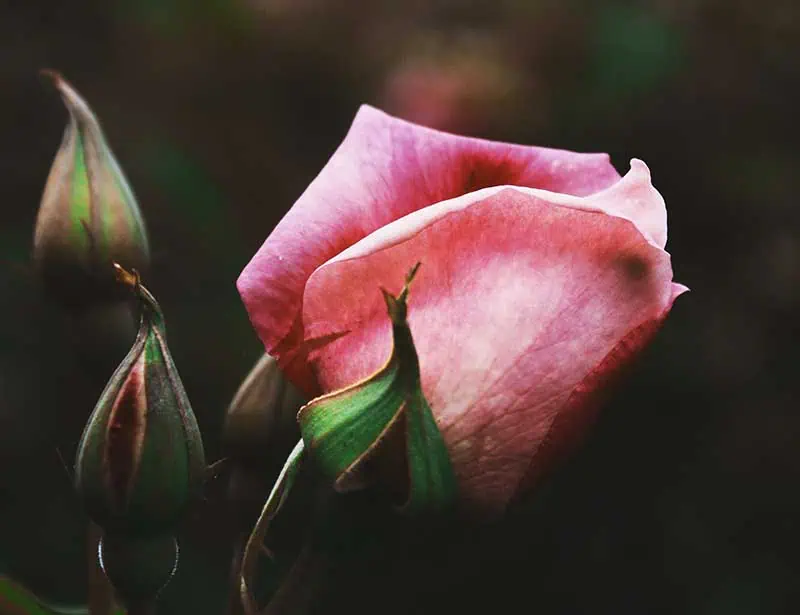 a pink rose closeup - nature's muse.