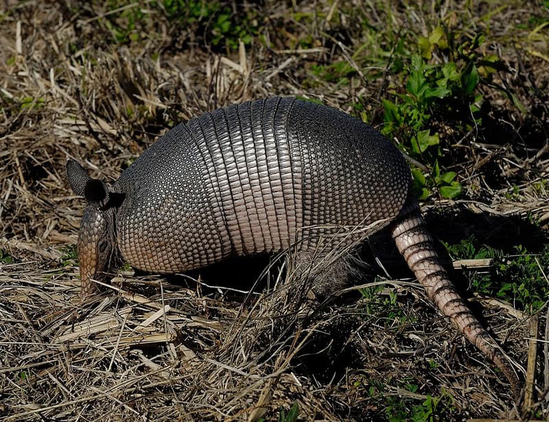 nine banded armadillo burrowing