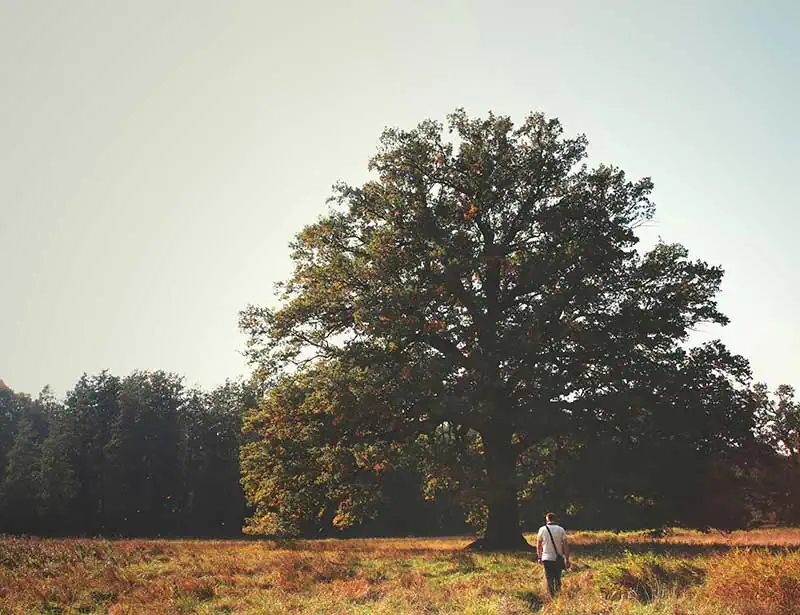 old oak with man walking toward