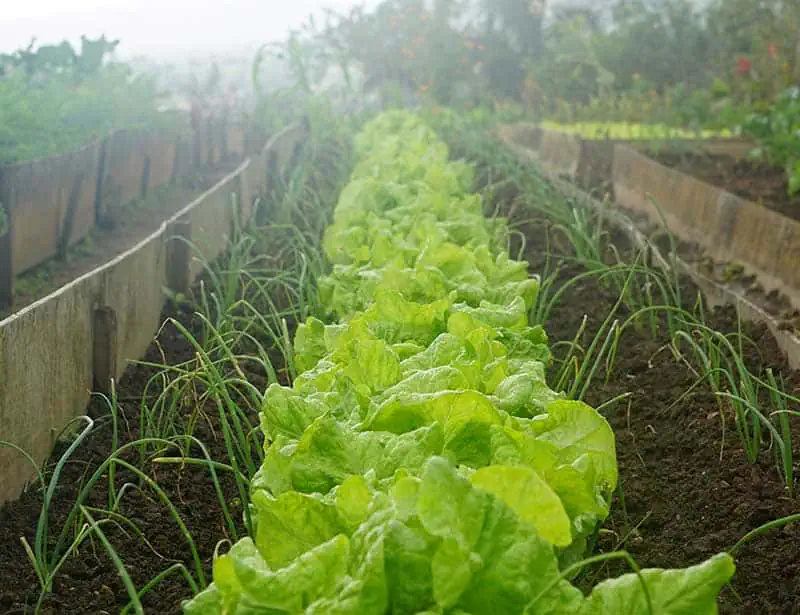 Healthy green lettuce in an allotment garden.