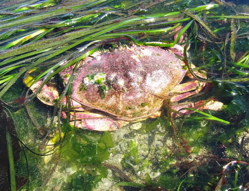Dungeness Crab