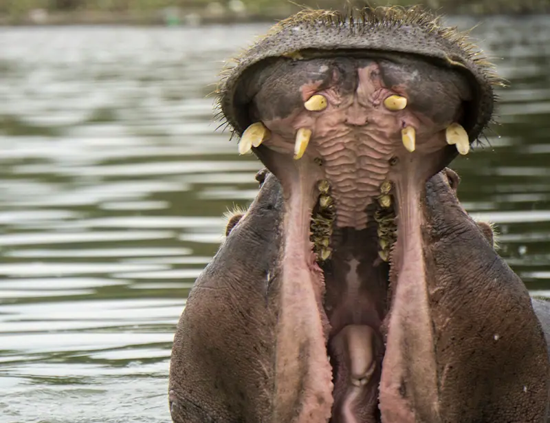 hippo open mouth