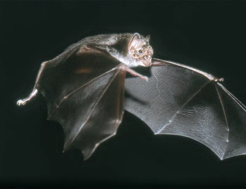 vampire bat flying