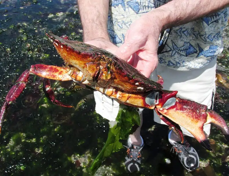 Red Rock Crab