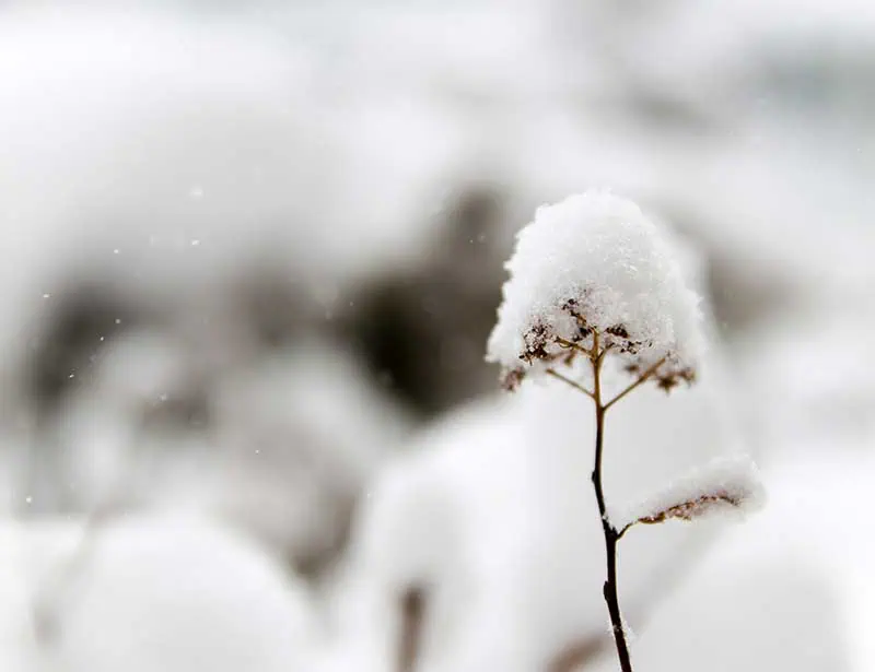 snow covering a small plant in winter