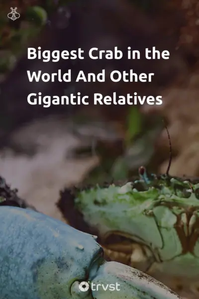 Pin Image Portrait Biggest Crab in the World And Other Gigantic Relatives