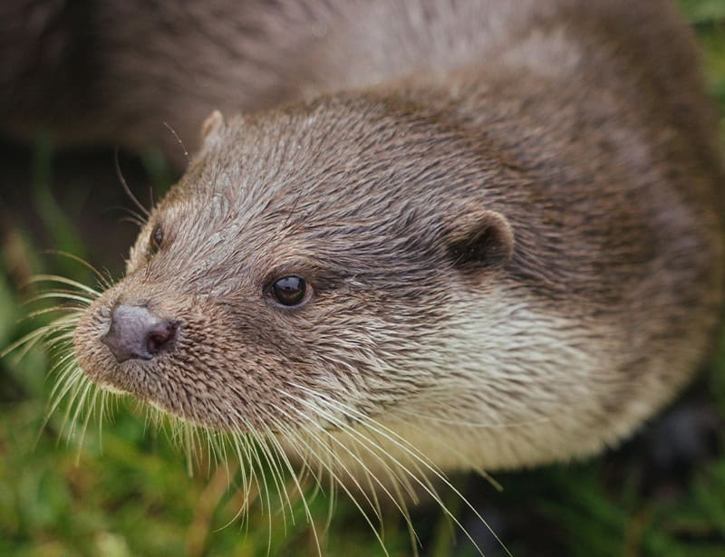brown otter closeup