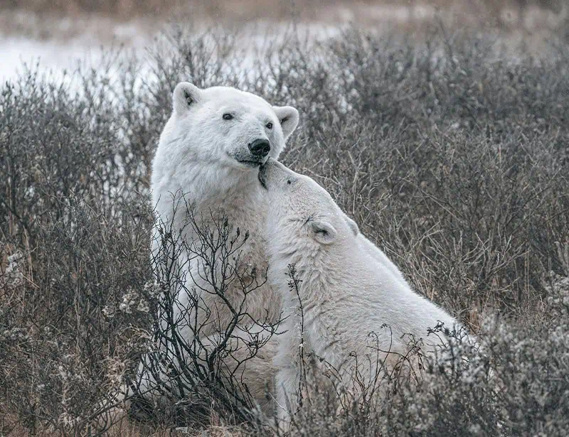 polar bear mom and cub on grass