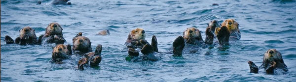 world otter day