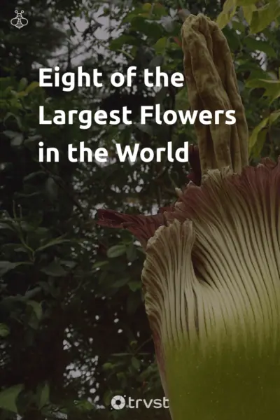 Pin Image Portrait Eight of the Largest Flowers in the World