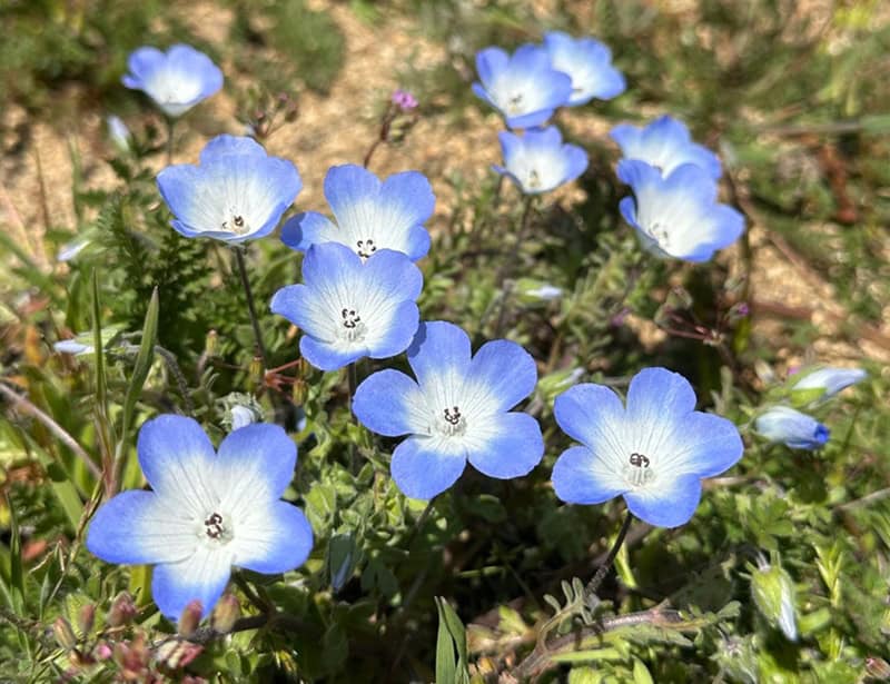 baby blue eyes plant