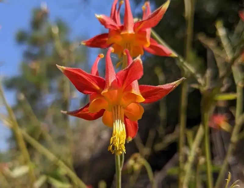 red van houttes columbine